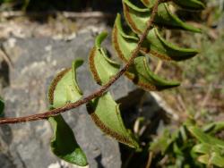 Pellaea calidirupium. Abaxial surface of fertile frond showing appressed scales on the rachis.
 Image: L.R. Perrie © Leon Perrie CC BY-NC 3.0 NZ